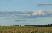 Boscawen landscape corn